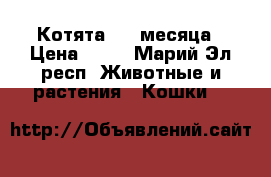 Котята 1,5 месяца › Цена ­ 10 - Марий Эл респ. Животные и растения » Кошки   